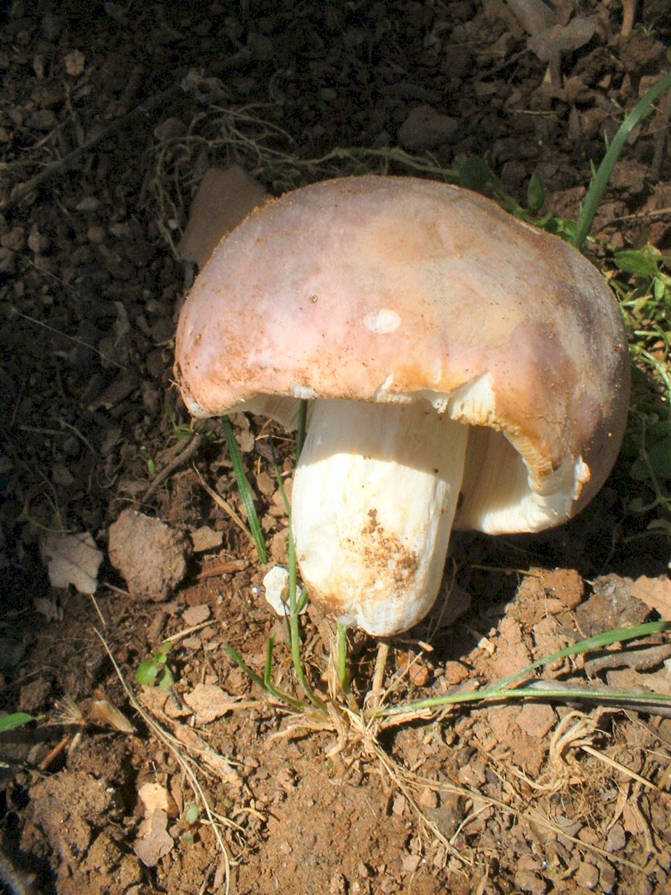 russula cyanoxantha..........forse